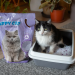 Stelivo silikagelov HAPPY CAT Lavender 3,6 l - Stelivo silikagelov HAPPY CAT Lavender 3,6 l