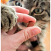 AKINU Antihairball hov�z� pamlsek pro ko�ky 50 g - AKINU Antihairball hov�z� pamlsek pro ko�ky 50 g