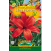 Lilie asijsk hybridy RED 2 ks, cibulovina - Lilie asijsk hybridy RED 2 ks, cibulovina