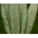 NATURA bylinkov sms na sviluky 10x10g - NATURA bylinkov sms na sviluky 10x10g