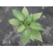 NATURA bylinkov sms na sviluky 10x10g - NATURA bylinkov sms na sviluky 10x10g