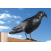 Odpuzova holub HAVRAN 40x13x20 cm  - zah02338-2